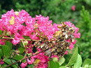 Crepe myrtle, گل توری